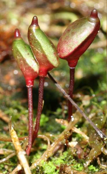 Gatunki zagrożone w skali Europy Buxbaumia aphylla 1. Buxbaumia aphylla Bezlist zwyczajny (kategoria RT) gatunek zagrożony regionalnie 2.