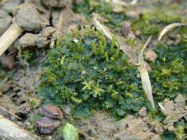 Glewiki Anthocerotophyta Klasa: Anthocerotopsida Jancz. ex Stotler & Crand.-Stotl. I. Anthocerotaceae Dumort. Glewikowate 1. Anthoceros L.