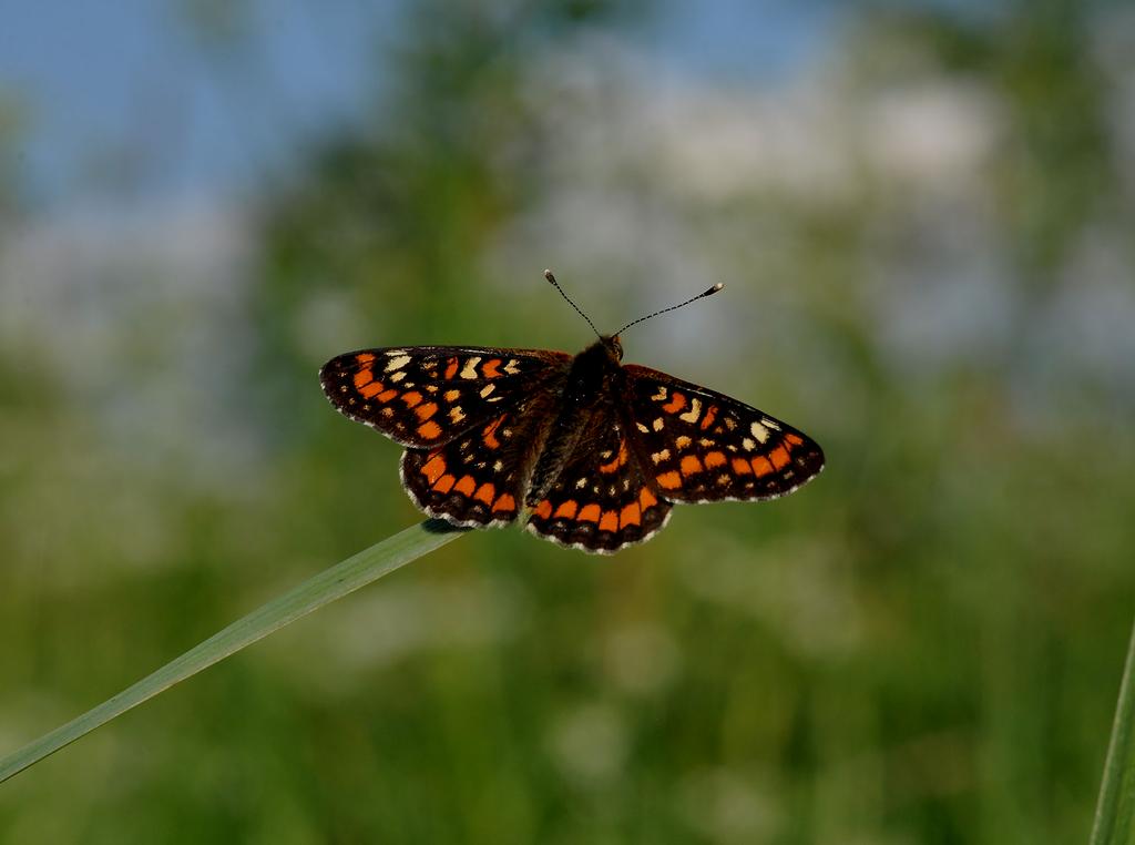 przeplatka maturna