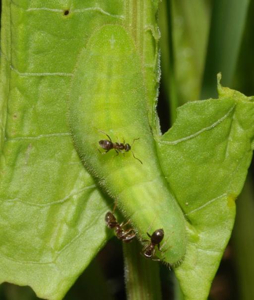 Czerwończyk nieparek Rośliny żywicielskie: szczawie głównie: lancetowaty (Rumex