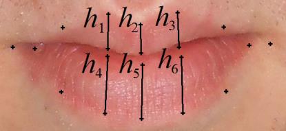 Analizowane cechy ust Podczas badań przeanalizowaliśmy 11 cech ust. Każda cecha opisana została za pomocą wektora. Analizowane cechy: 1. Długość konturu ust oraz górnej i dolnej wargi.