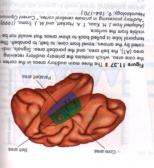 Obszary w