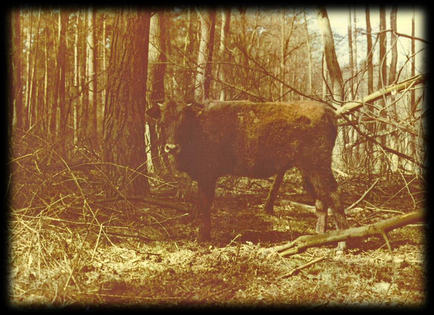 PODSUMOWANIE Prace nad uzyskiwaniem żubroni wciąż trwają. Amerykanie przez 150 lat pracowali nad wytworzeniem Beefalo i udało się.