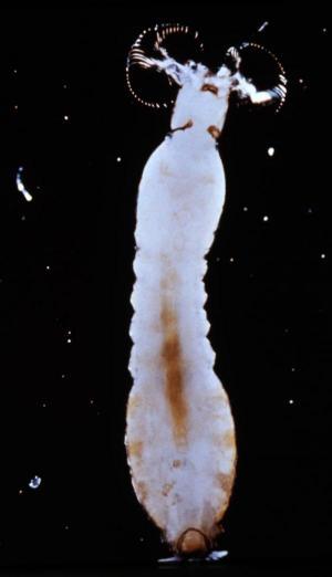 23 Zwalczanie larw meszek Preparat należy do przyjaznych dla środowiska insektycydów, dlatego
