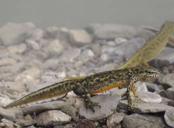 Aegolius funereus włochatka Caprimulgus europaeus lelek Alcedo atthis zimorodek Coracias garrulus kraska Picus canus dzięcioł zielonosiwy Dryocopus martius dzięcioł czarny Dendrocopos medius dzięcioł