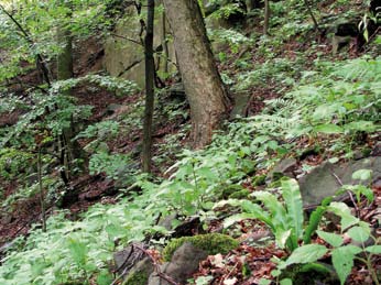 Rzeki Dwie główne rzeki ostoi to Wisłok i Jasiołka. Wisłok to przepiękna krajobrazowo, całkowicie naturalnie płynąca rzeka.