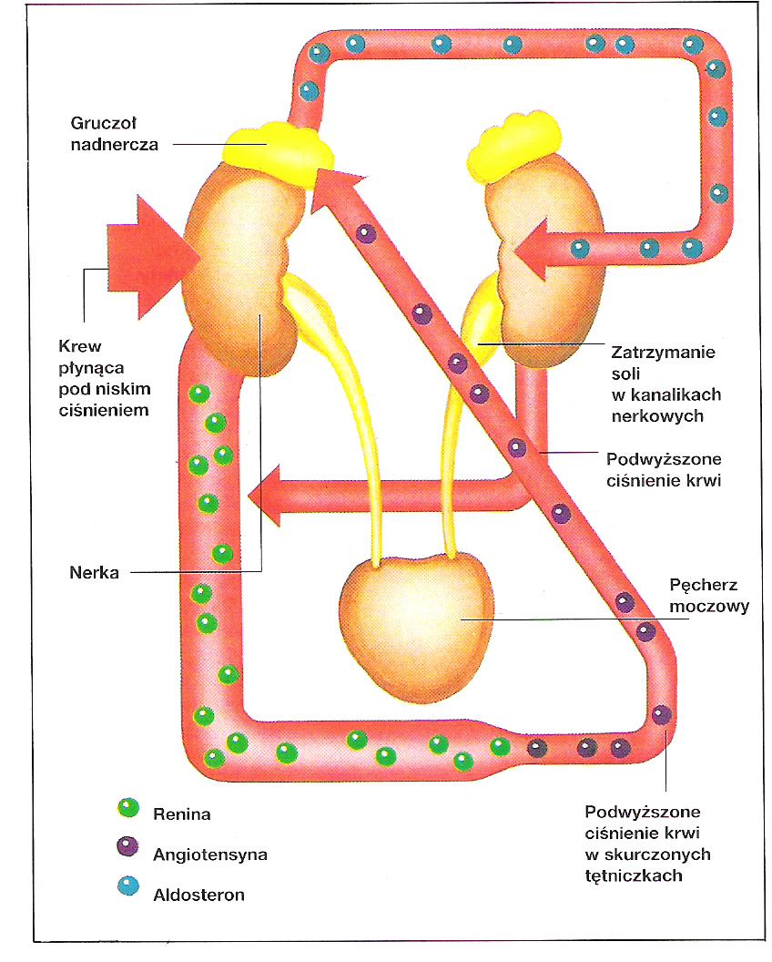 Ryc.2. Regulacja ciśnienia krwi przez nerki [21] s.290. Nadciśnienie tętnicze dzieli się na pierwotne i wtórne.