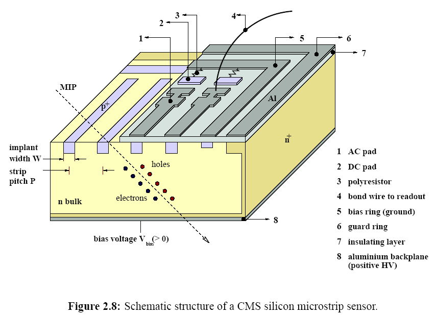 pełni zubożona przez przyłożenie napięcia zaporowego (25-500V) Cząstka jonizująca powoduje tworzenie par elektron-dziura (25k w warstwie 300 µm).