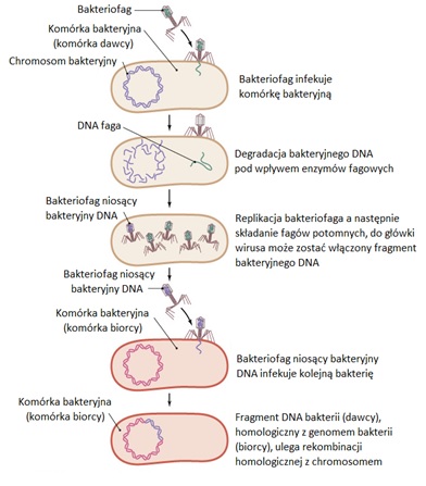 ogólna zachodzi z udziałem fagów litycznych (wirulentnych), które po wprowadzeniu swojego materiału genetycznego degradują bakteryjne DNA do odcinków różnej długości (Rys.4).