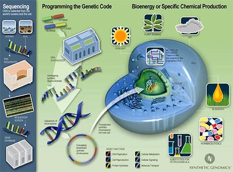 Schemat powstawania sztucznej formy życia W październiku 2007 Venter ogłosił, że jego grupa badawcza rozpoczyna pracę nad utworzeniem w sposób syntetyczny żywego organizmu.