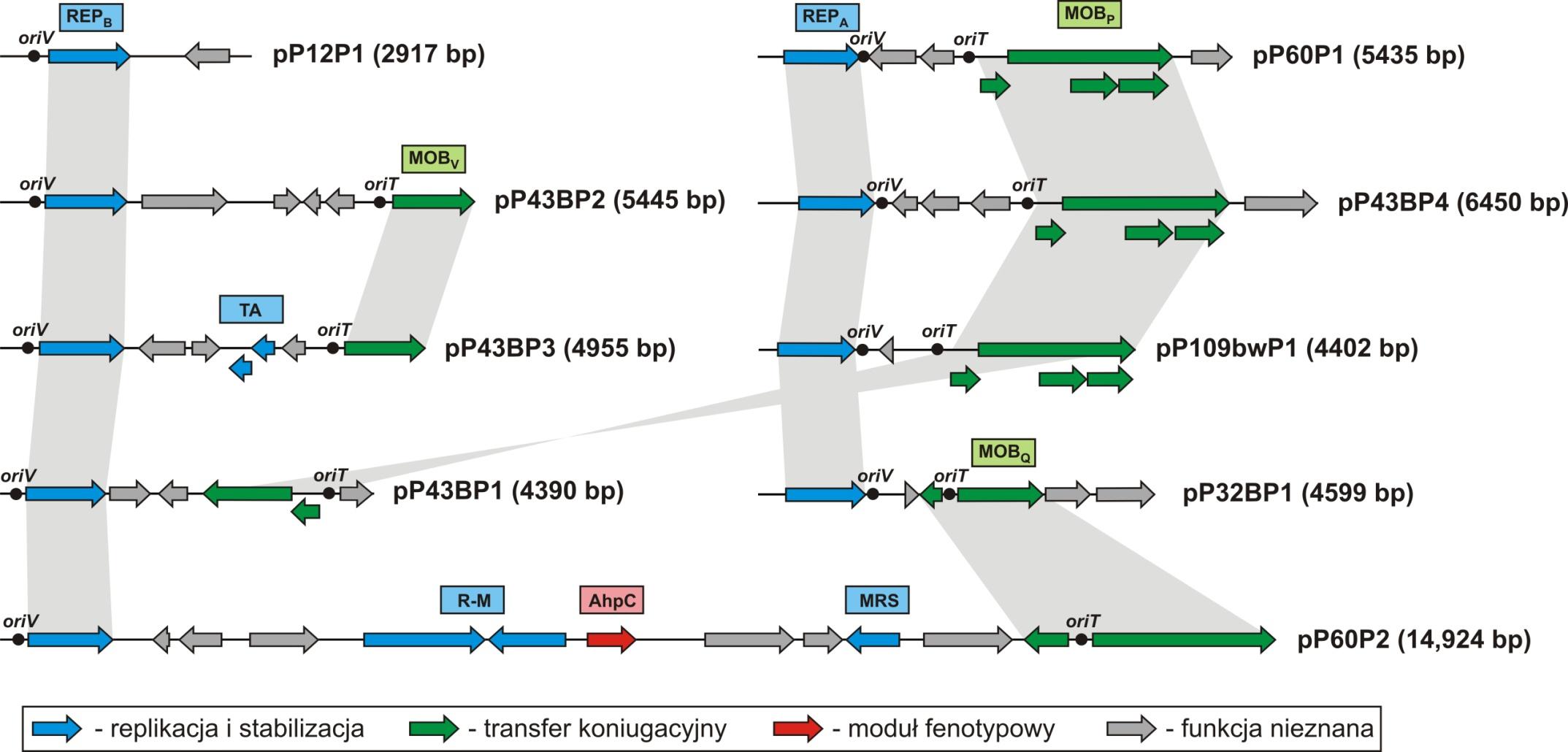 Plazmidy Psychrobacter spp.