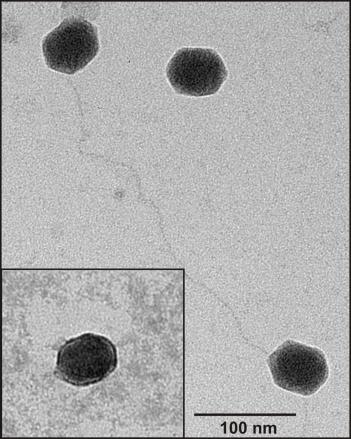 , PLoS ONE (2016) W Pseudomonas sp.