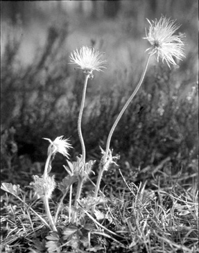 J. Hereźniak i in.: Pulsatilla vernalis w Polsce środkowej 131 Ryc. 4 (Fig. 4). Pulsatilla vernalis (L.) Mill. koło wsi (village) Rogowiec w gm.