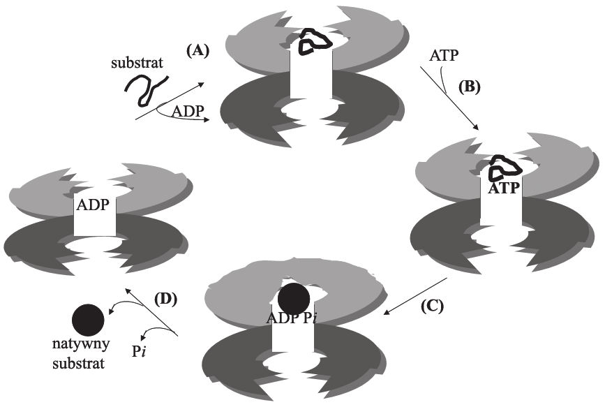 Białka opiekuńcze, fałdowanie białek 417 Ryc. 4. Model przedstawiający cykl zmian konformacyjnych zachodzących w CCT w wyniku wiązania i hydrolizy ATP.