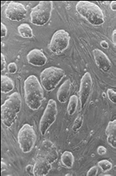 C2C12 zarodkowe komórki macierzyste TECHNIKI hodowle in vitro hodowle in vitro 3D