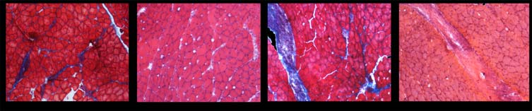 komórki macierzyste mysie komórki ES eksprymujące YFP Andreas Nagy Mount Sinai Hospital Toronto Canada mysie komórki ES eksprymujące histon H2B GFP Kat Hadjantonakis Sloan-Kettering Institute New