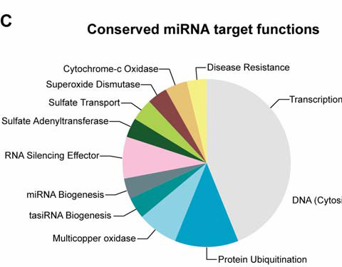 Niektóre mirna są konserwowanymi ewolucyjnie regulatorami ekspresji genów Factors Factors Blisko połowa spośród genów regulowanych przez mirna to czynniki transkrypcyjne