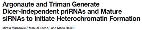 Małe RNA niezależne od Dicer prirna primal small RNAs zidentyfikowane u S.