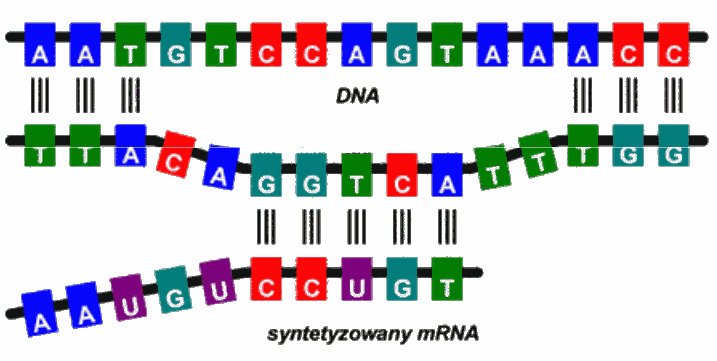 Przebieg transkrypcji - podsumowanie Transkrypcja polega na przepisywaniu