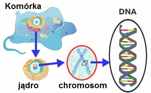 Cząsteczka