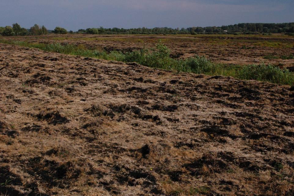 Miliony hektarów torfowisk osuszono w Europie Środkowej