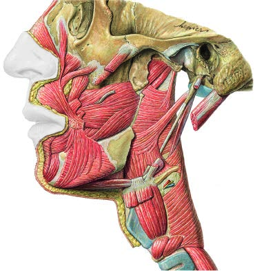 Gruczoł tarczowy topografia 11 Mięśnie twarzy i gardła Proc. pterygoideus, Lamina lateralis M. tensor veli palatini M. levator veli palatini M.