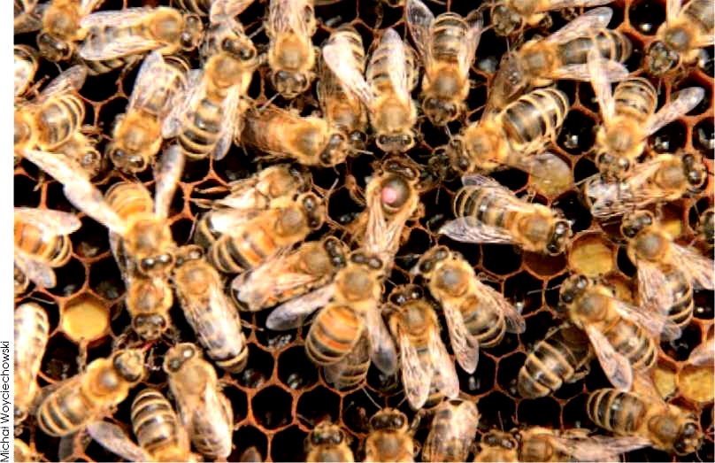 REBELIANTKI WŚRÓD ROBOTNIC PSZCZOŁY MIODNEJ Powszechnie wiadomo, że pszczoła miodna jest głównym zapylaczem naszych upraw.