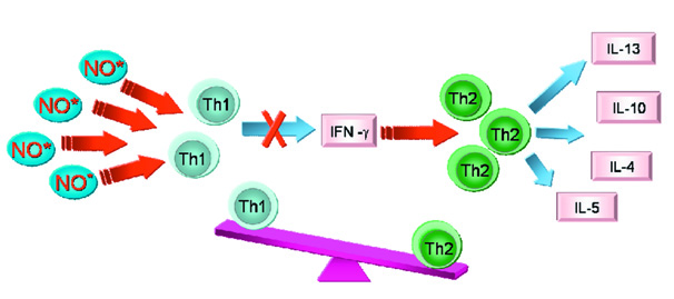 Bieńkowska-Haba M. Tlenek azotu wytwarzany przez leukocyty płucne Ryc. 8. Polaryzacja odpowiedzi typu Th2 przez NO.