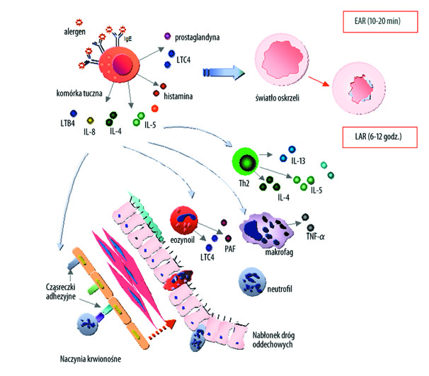 Postepy Hig Med Dosw (online), 2005; tom 59: 584-601 Ryc. 2. Przebieg wczesnej (EAR) i późnej (LAR) fazy reakcji astmatycznej.