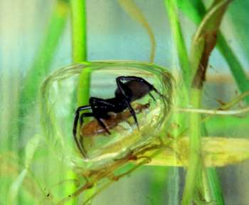 Przegląd pajęczaków Topik jest jedynym pająkiem żyjącym pod wodą.