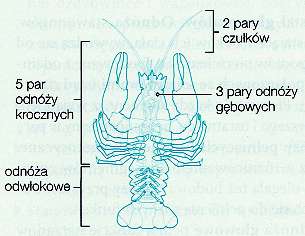 2. Budowa i czynności życiowe skorupiaków. Czułki pierwszej pary krótkie, rozgałęzione; wykrywają obiekty w pobliżu otworu gębowego. Czułki drugiej pary zazwyczaj długie; badają dno np.