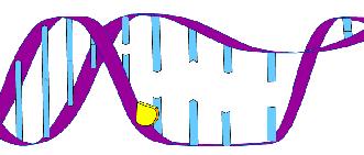 Nazewnictwo Matryca: (matrix) DNA/RNA/ssDNA, który ma zostać powielony Starter (primer) sens/antysens; forvard/reverse Denaturacja matrycy (denaturation) Hybrydyzacja starterów/ przyłączanie