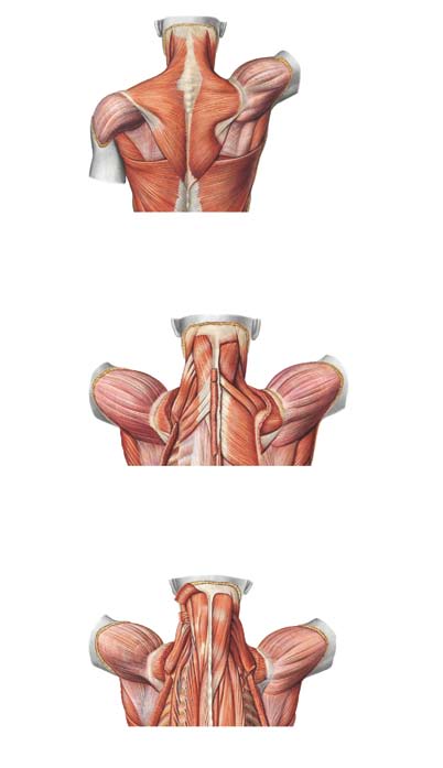 80. Kręgosłup szyjny Pars descendens Pars transversa Pars ascendens Protuberantia occipitalis externa Spina scapulae Fascia deltoidea Acromion Vertebra prominens, M.