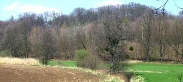 3.1.6. Lesistość Na obszarze Gminy Rudnik, w związku z rolniczym charakterem gminy, lasy zachowały się we fragmentarycznej postaci.