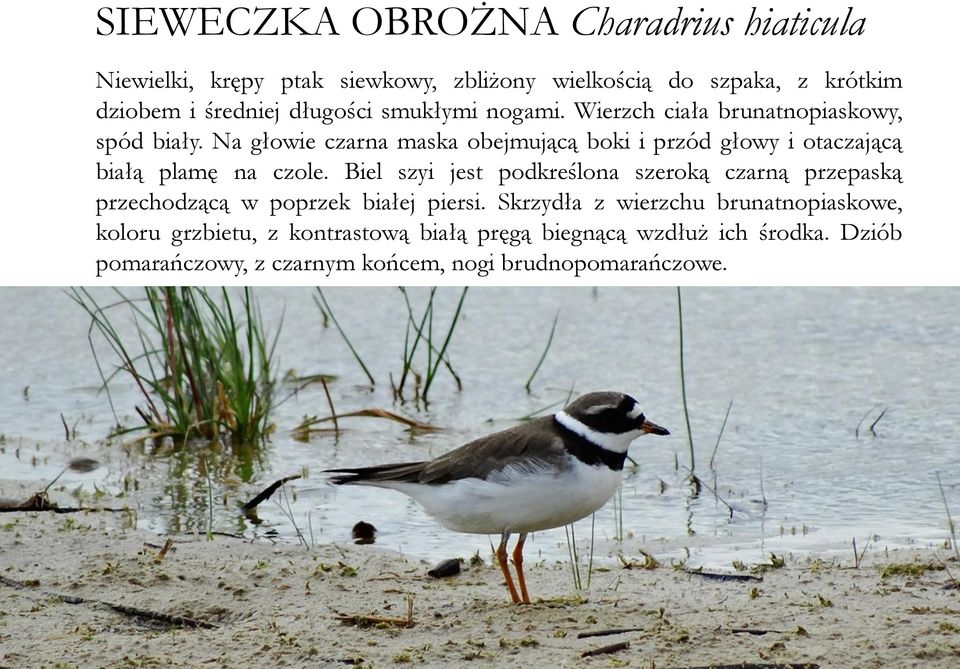 Na głowie czarna maska obejmującą boki i przód głowy i otaczającą białą plamę na czole.