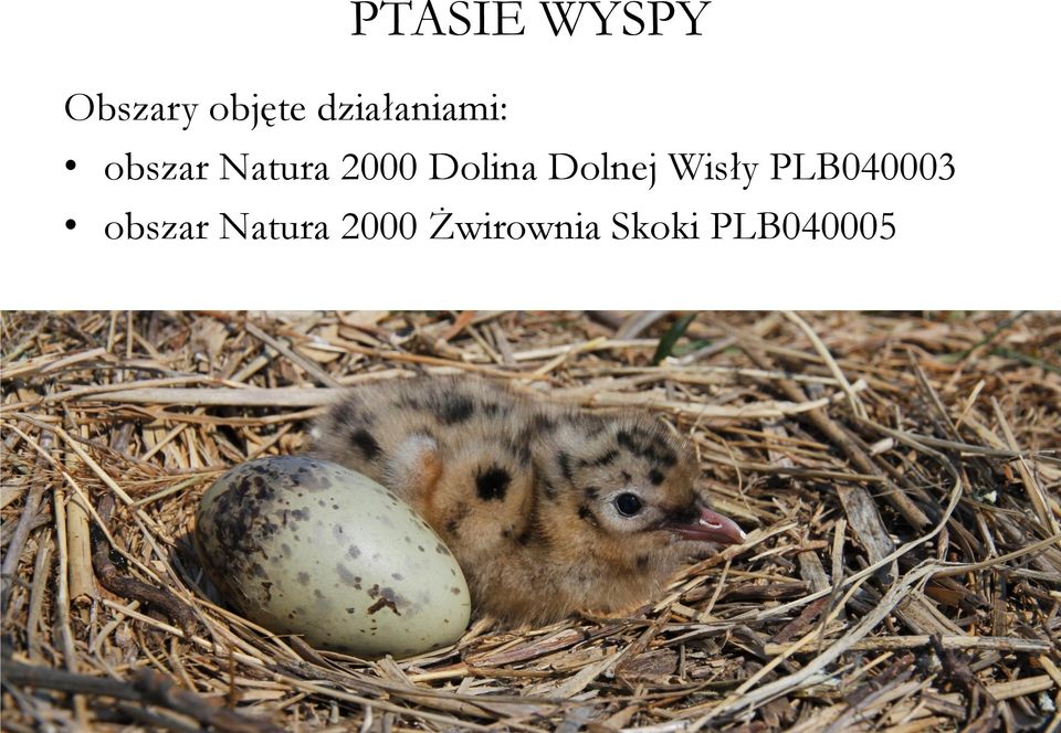 Dolina Dolnej Wisły PLB040003