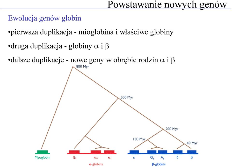 właściwe globiny druga duplikacja - globiny α