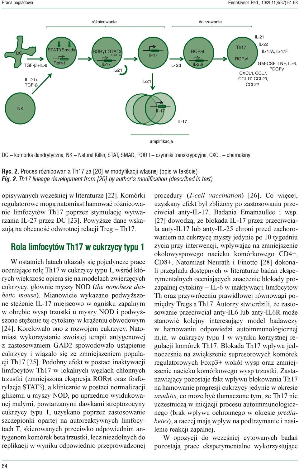 GM-CSF, TNF, IL-6, PDGFγ CXCL1, CCL7, CCL17, CCL20, CCL22 NK Il-17 IL-17 amplifikacja DC komórka dendrytyczna, NK Natural Killer, STAT, SMAD, ROR t czynniki transkrypcyjne, CXCL chemokiny Ryc. 2.