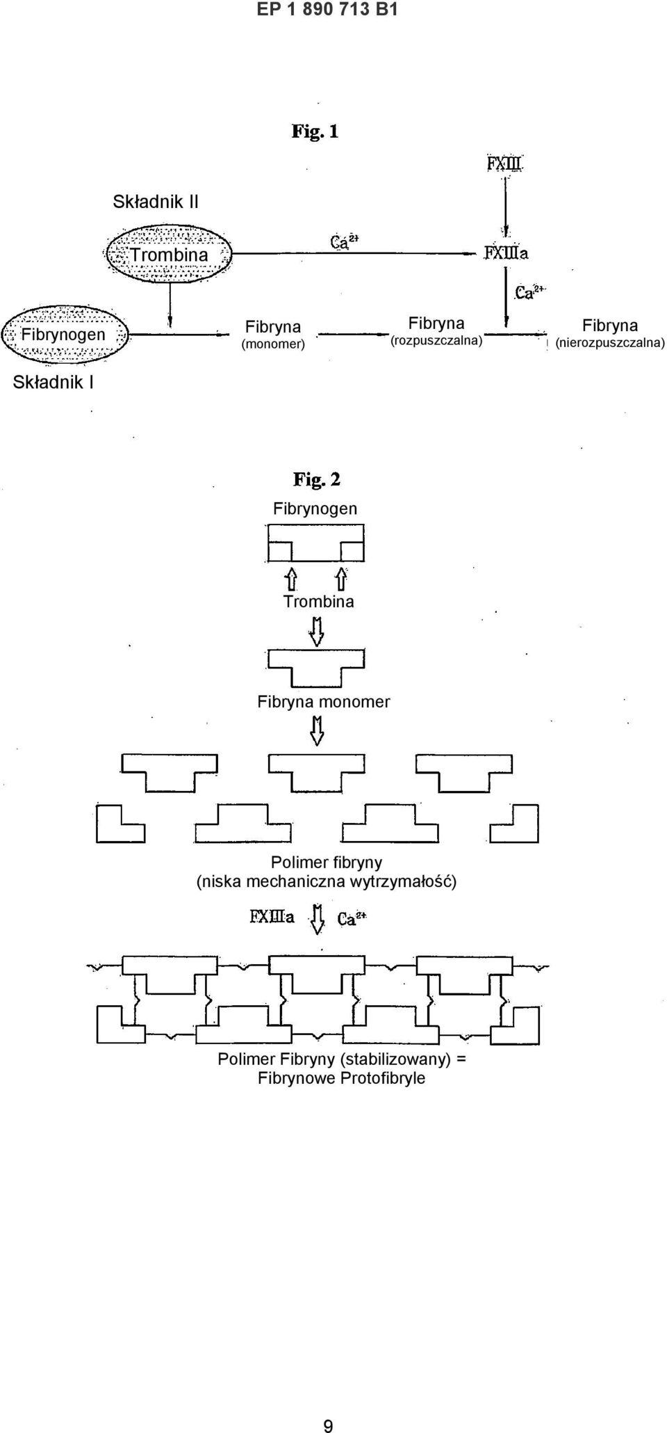 Fibrynogen Trombina Fibryna monomer Polimer fibryny (niska