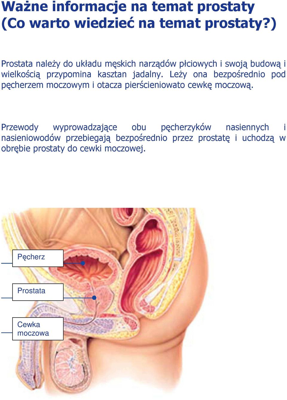 LeŜy ona bezpośrednio pod pęcherzem moczowym i otacza pierścieniowato cewkę moczową.