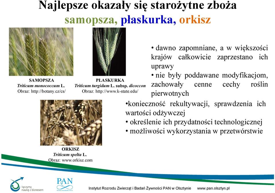 edu/ dawno zapomniane, a w większości krajów całkowicie zaprzestano ich uprawy nie były poddawane modyfikacjom, zachowały cenne cechy