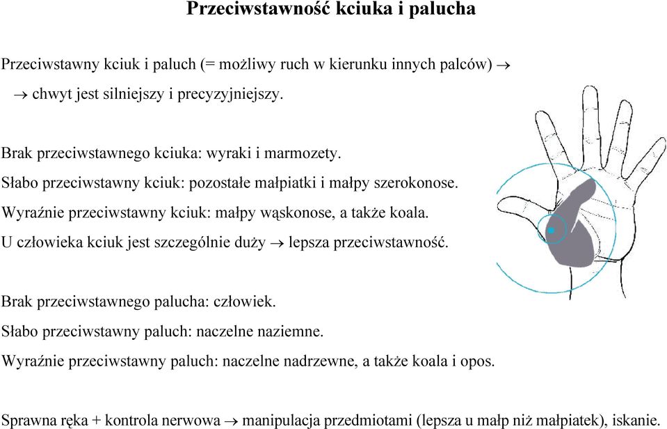 Wyraźnie przeciwstawny kciuk: małpy wąskonose, a także koala. U człowieka kciuk jest szczególnie duży lepsza przeciwstawność.