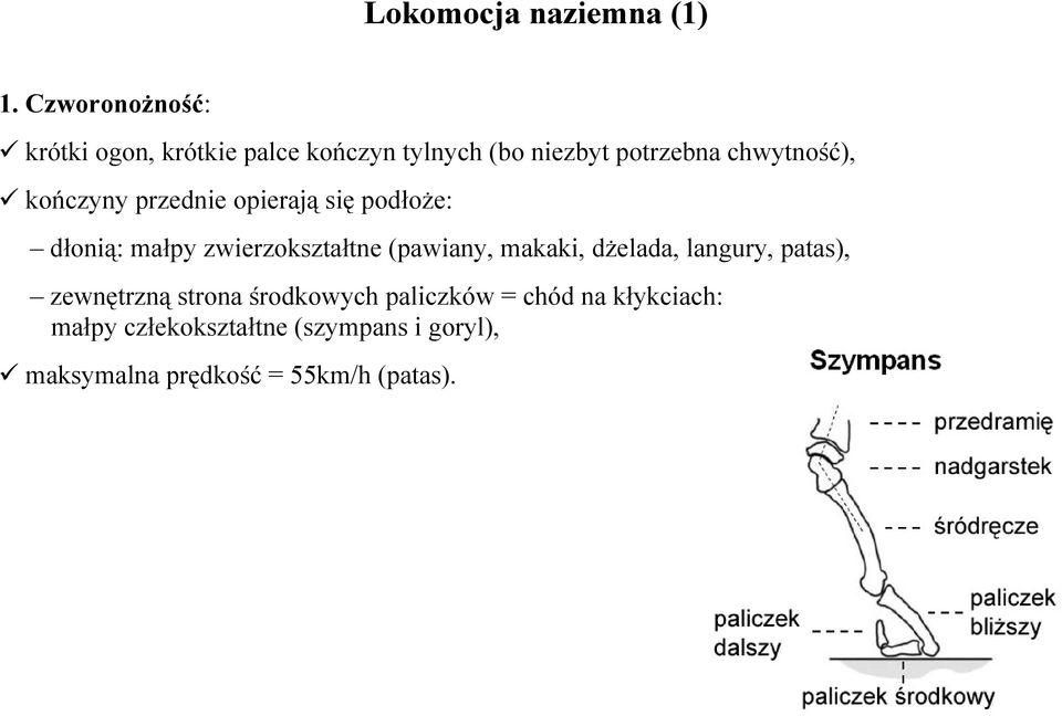 kończyny przednie opierają się podłoże: dłonią: małpy zwierzokształtne (pawiany, makaki,