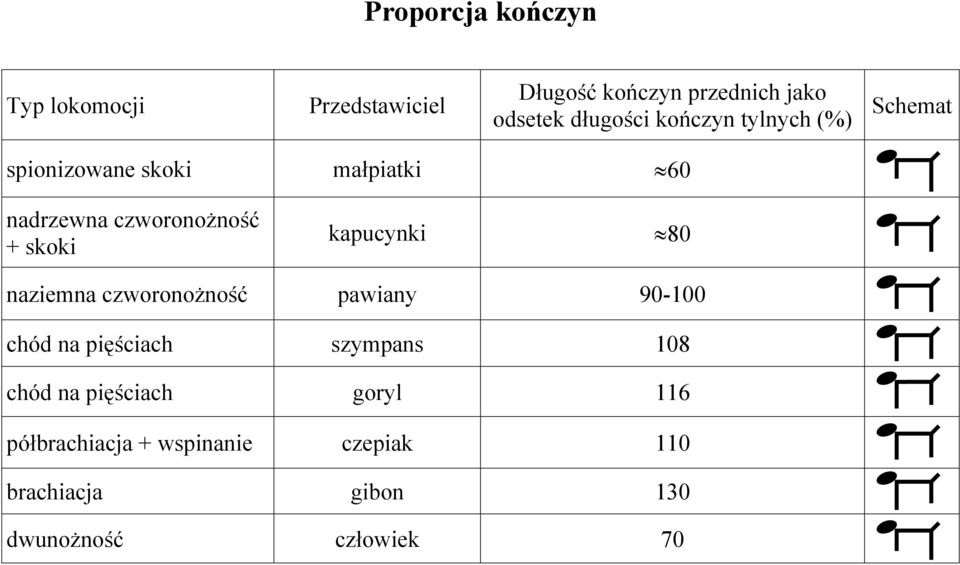 kapucynki 80 naziemna czworonożność pawiany 90-100 chód na pięściach szympans 108 chód na