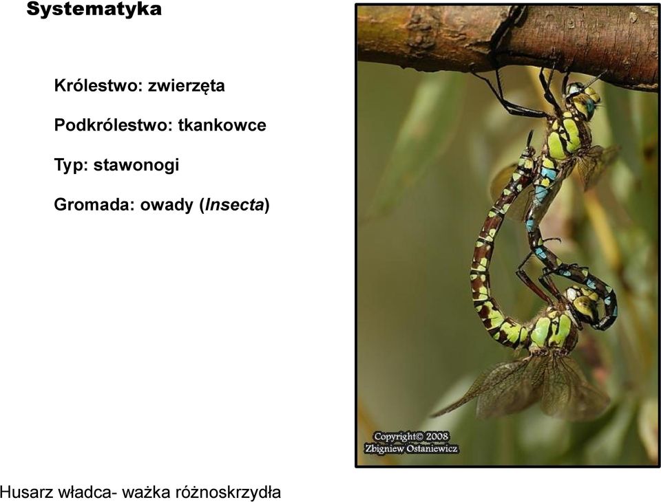 stawonogi Gromada: owady