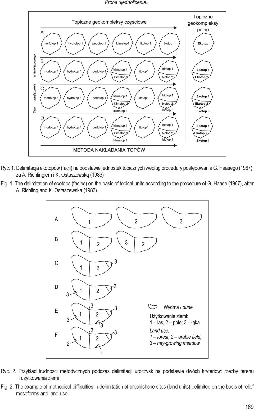 Haase (1967), after A. Richling and K. Ostaszewska (1983). Ryc. 2.