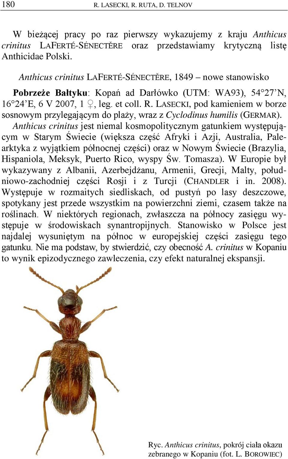 LASECKI, pod kamieniem w borze sosnowym przylegającym do plaży, wraz z Cyclodinus humilis (GERMAR).