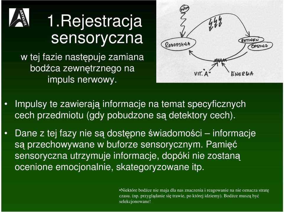 Dane z tej fazy nie są dostępne świadomości informacje są przechowywane w buforze sensorycznym.