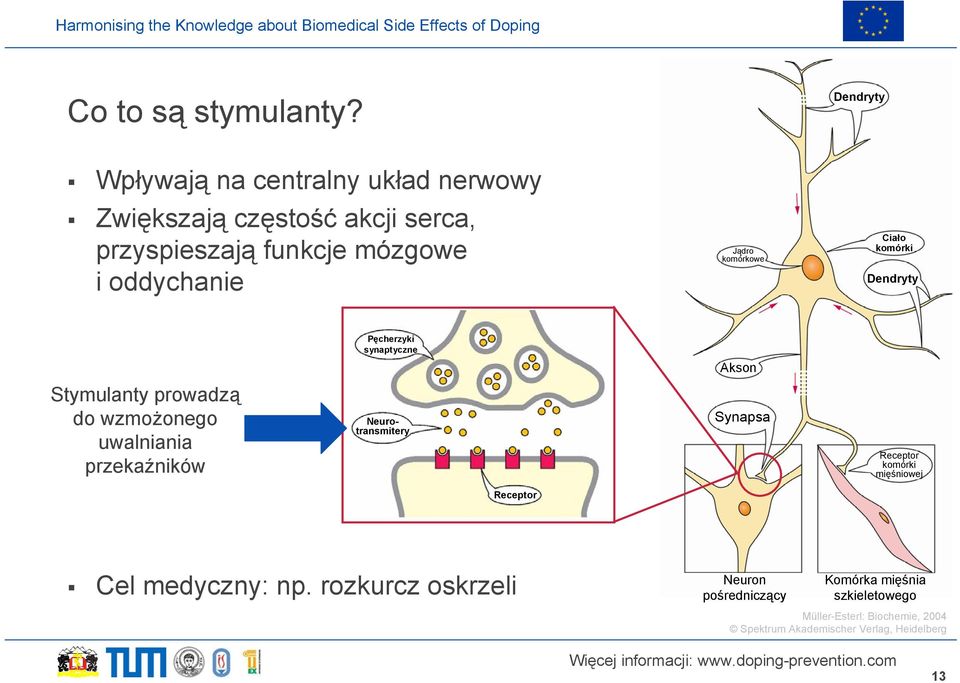 Jądro komórkowe Ciało komórki Dendryty Stymulanty prowadzą do wzmożonego uwalniania przekaźników Pęcherzyki synaptyczne