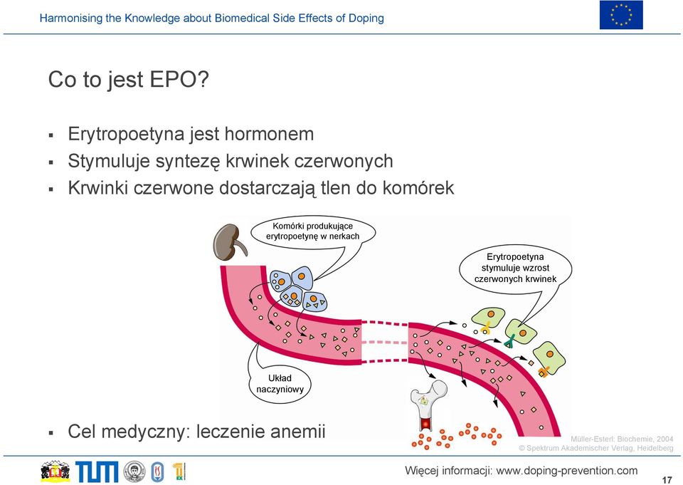 dostarczają tlen do komórek Komórki produkujące erytropoetynę w nerkach Erytropoetyna